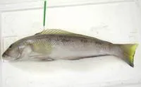 Namorado sandperch (Pseudopercis numida)