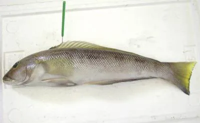 Namorado sandperch (Pseudopercis numida)