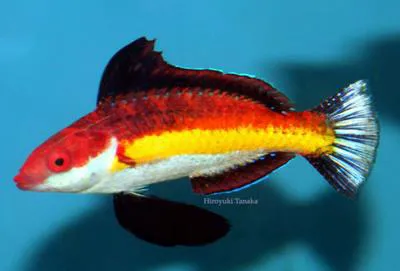 Naoko's Fairy Wrasse (Cirrhilabrus naokoae)
