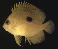 Narc angelfish (Centropyge narcosis)