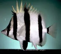 Narrow-barred butterflyfish (Amphichaetodon melbae)