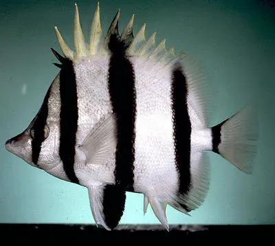 Narrow-barred butterflyfish (Amphichaetodon melbae)