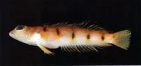 Narrow barred grubfish (Parapercis macrophthalma)