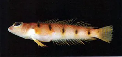 Narrow barred grubfish (Parapercis macrophthalma)