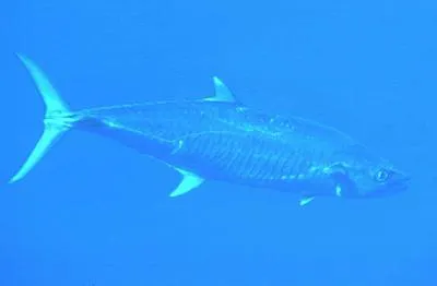 Narrow-barred Spanish mackerel (Scomberomorus commerson)