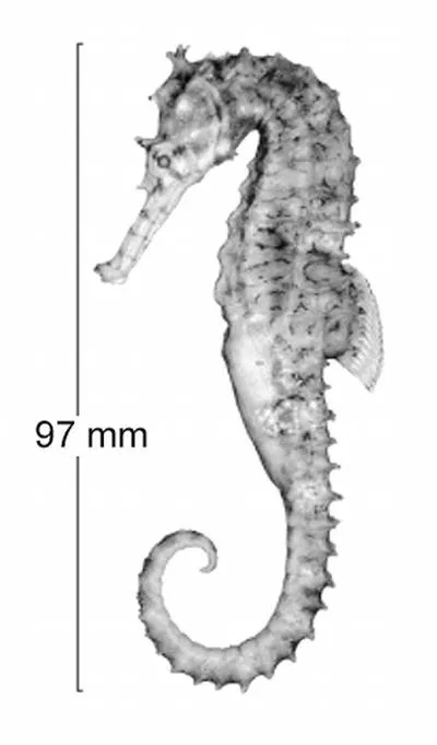 Narrow-bellied seahorse (Hippocampus angustus)
