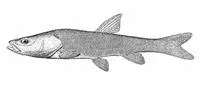 Narrow-headed Altai osman (Oreoleuciscus angusticephalus)