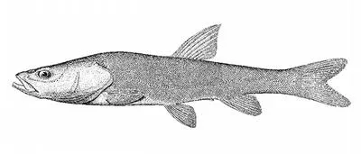 Narrow-headed Altai osman (Oreoleuciscus angusticephalus)