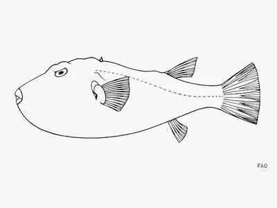 Narrow-headed puffer (Sphoeroides angusticeps)