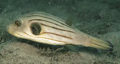 Narrow-lined puffer (Arothron manilensis)