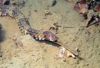 Narrow-snouted pipefish (Syngnathus tenuirostris)
