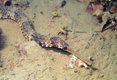 Narrow-snouted pipefish (Syngnathus tenuirostris)