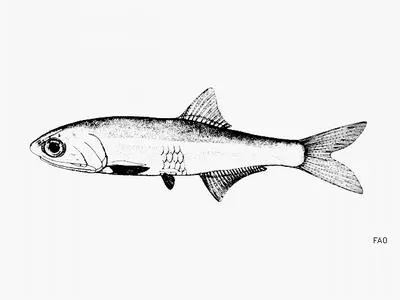 Narrow-striped anchovy (Anchoa colonensis)