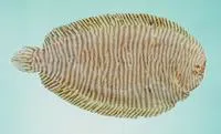 Narrowbanded sole (Synclidopus macleayanus)