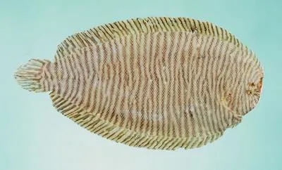 Narrowbanded sole (Synclidopus macleayanus)
