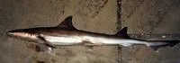 Narrowfin smooth-hound (Mustelus norrisi)