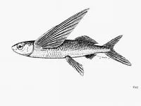 Narrowhead flyingfish (Cypselurus angusticeps)