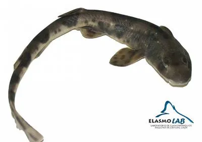 Narrowmouthed catshark (Schroederichthys bivius)
