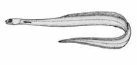 Narrownecked oceanic eel (Derichthys serpentinus)