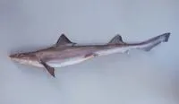 Narrownose smooth-hound (Mustelus schmitti)