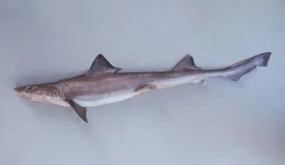 Narrownose smooth-hound (Mustelus schmitti)