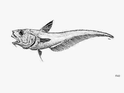 Narrowsnout grenadier (Coryphaenoides bucephalus)