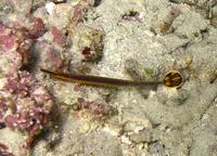 Narrowstripe pipefish (Doryrhamphus bicarinatus)