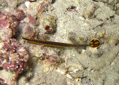 Narrowstripe pipefish (Doryrhamphus bicarinatus)