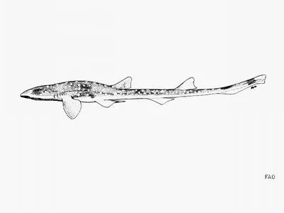 Narrowtail catshark (Schroederichthys maculatus)