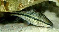 Nash's barb (Osteochilus nashii)