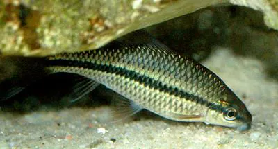 Nash's barb (Osteochilus nashii)