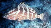 Nassau grouper (Epinephelus striatus)