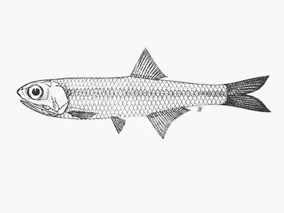 Natal anchovy (Stolephorus holodon)