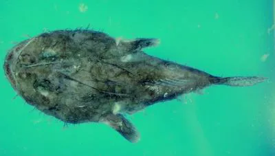 Natal angler (Lophiodes insidiator)