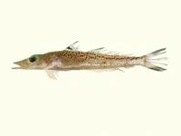 Natal duckbill (Bembrops platyrhynchus)