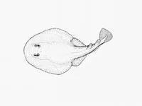Natal electric ray (Heteronarce garmani)