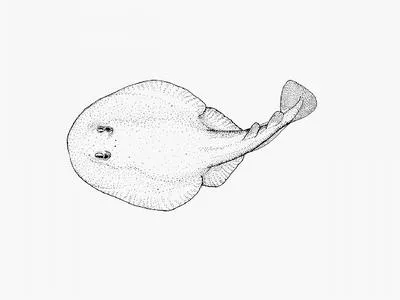 Natal electric ray (Heteronarce garmani)