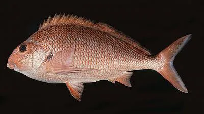 Natal fingerfin (Chirodactylus jessicalenorum)