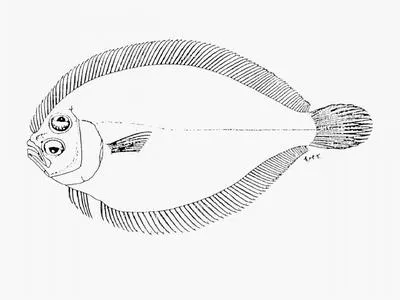 Natal flounder (Engyprosopon natalensis)