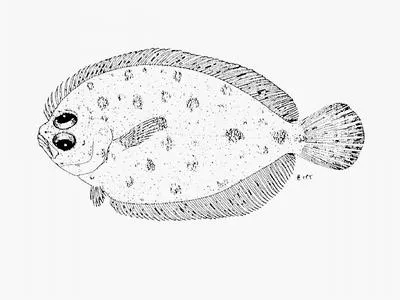 Natal flounders (Pseudorhombus natalensis)