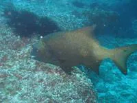 Natal knifejaw (Oplegnathus robinsoni)
