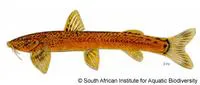 Natal mountain catfish (Amphilius natalensis)