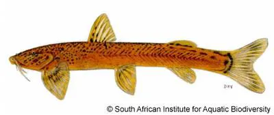 Natal mountain catfish (Amphilius natalensis)