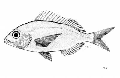 Natal pandora (Pagellus natalensis)