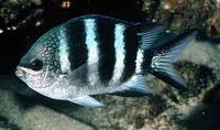 Natal sergeant (Abudefduf natalensis)