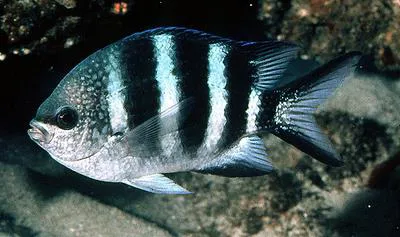 Natal sergeant (Abudefduf natalensis)