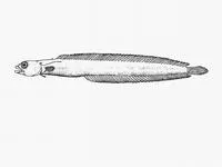 Natal snakelet (Natalichthys ori)