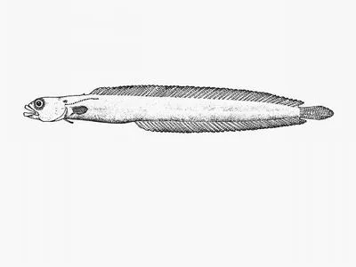 Natal snakelet (Natalichthys ori)