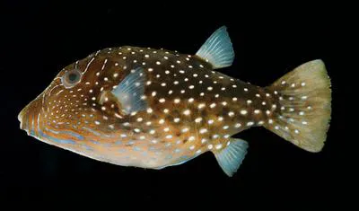 Natal toby (Canthigaster natalensis)
