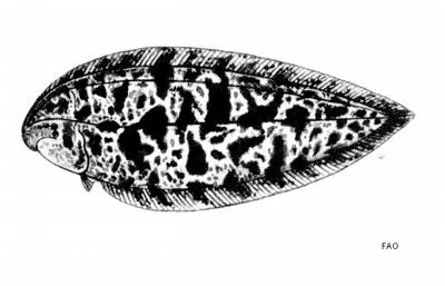 Natal tongue-fish (Cynoglossus acaudatus)